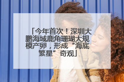 今年首次！深圳大鹏海域鹿角珊瑚大规模产卵，形成“海底繁星”奇观